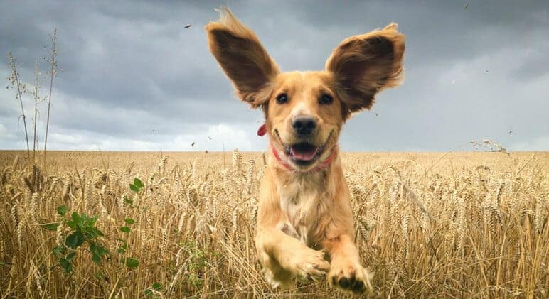 5 Conselhos Para Prevenir Otites Nos Cães